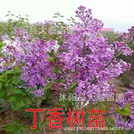 紫丁香树苗批发绿化苗木独杆丛生紫丁香花树庭院观赏花卉量大从优