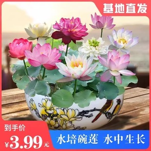 (Dropshipping) Aquatic Bowl Lotus Seeds, Hydroponic Plants, Easy-To-Live Florals in All Seasons, Water Lily Lotus Seeds