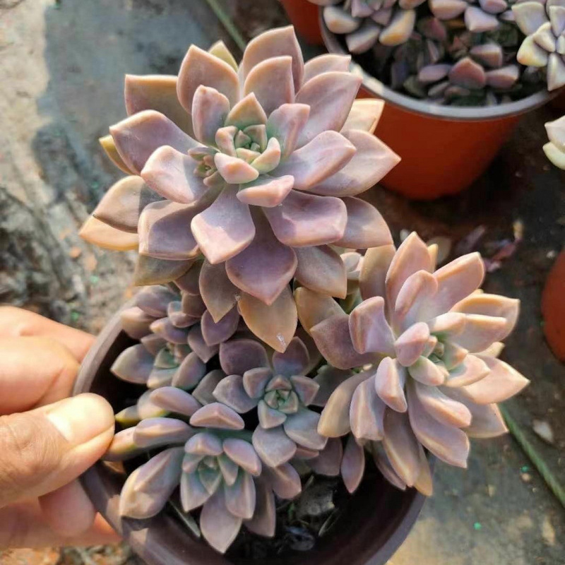 7개 헤드가 있는 알렌 화분(플라스틱 화분과 함께 배송 가능)