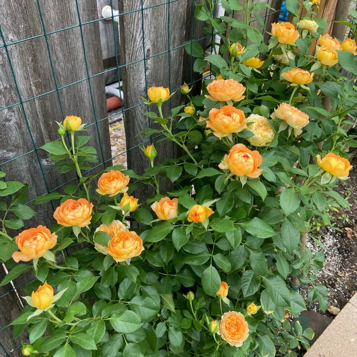 허니 카라멜 [덩굴꽃의 은은한 향기] 작은 모종