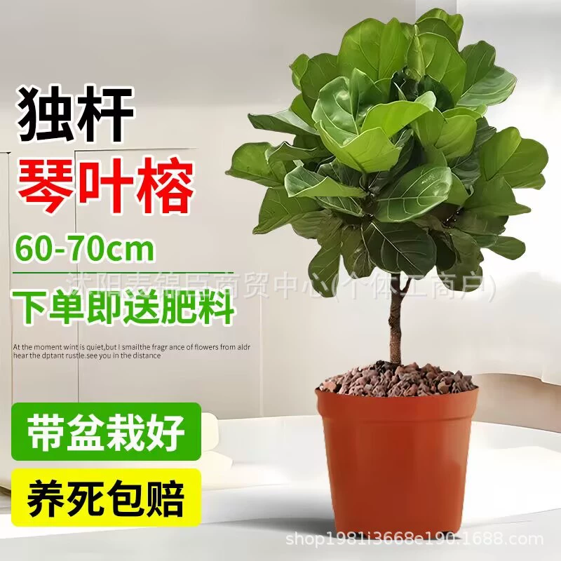 Фикус-контрабас в горшке для гостиной, офиса, комнатное растение, настольное зеленое растение, удаляет формальдегид, гидропонное растение, очищает воздух