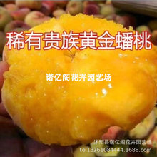 晚熟离核脆甜黄金8月成熟蟠桃树苗嫁接中蟠21号蟠桃苗南北方种植