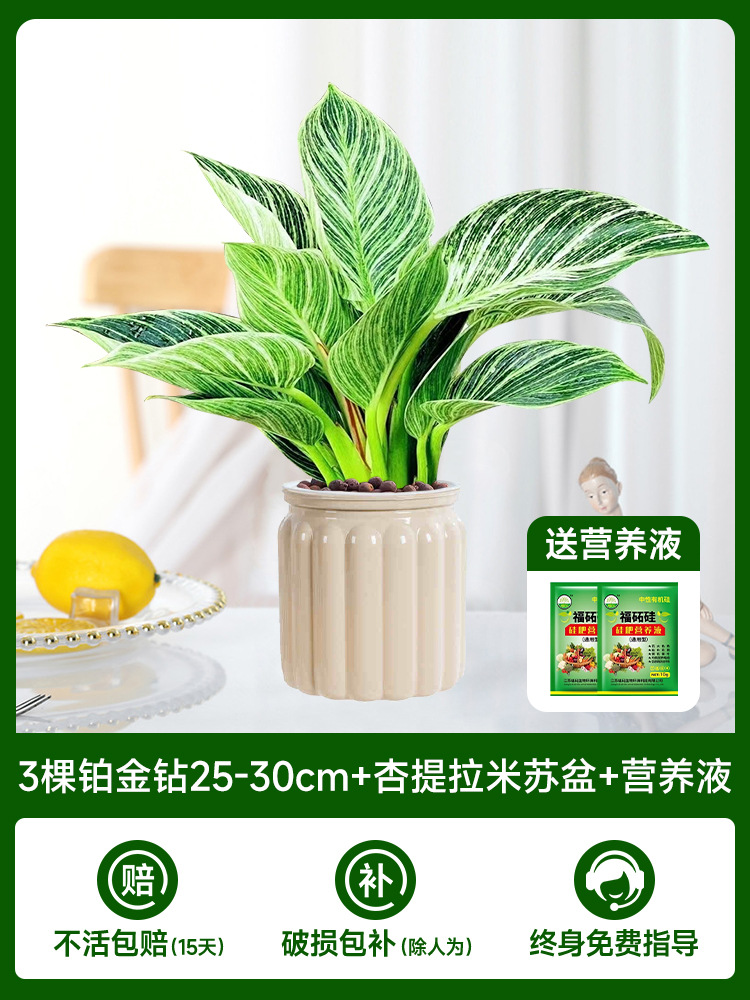 [패션 뉴스타일] 플래티넘 다이아몬드 3개 25-30cm + 살구티라미수 대야 + 영양액