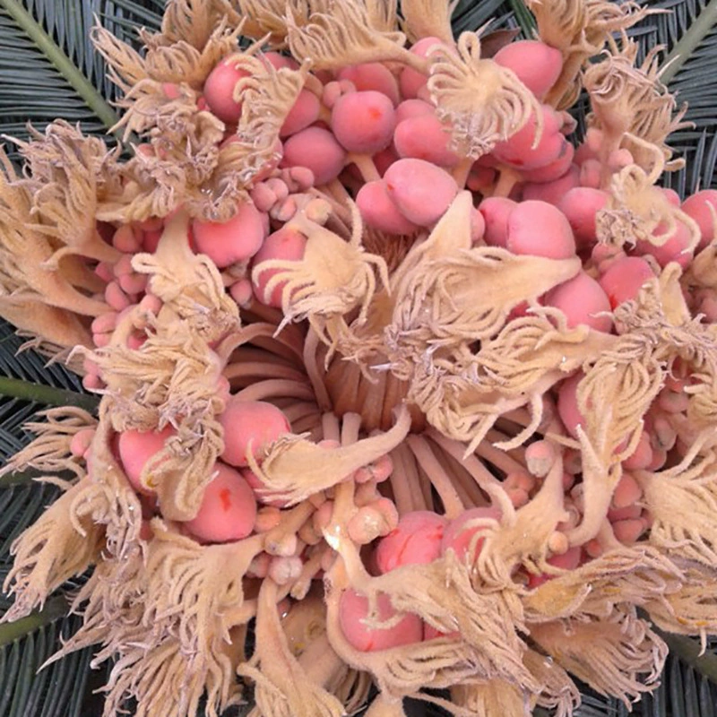 Оптовая продажа недавно собранного семени цикады — саженцы цикады, семена цикады, семена лесных деревьев, прорастание, реальные фотографии