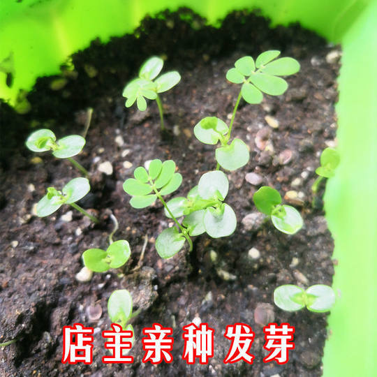Mimosa Seeds Colorful Mimosa Seeds Easy to Live All Year Round Planting Balcony Potted Courtyard Flower Seedlings