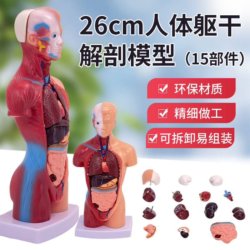 28cm�������ɽ���ģ�����ٿɲ�жҽѧ��ѧ��������ģ�Ͷ�ͯ���