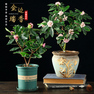 Phnom Penh Daphne with Buds Potted Florals Indoor Plants Strong-Scented Bonsai Green Plants Florals Old Piles Blooming in All Seasons
