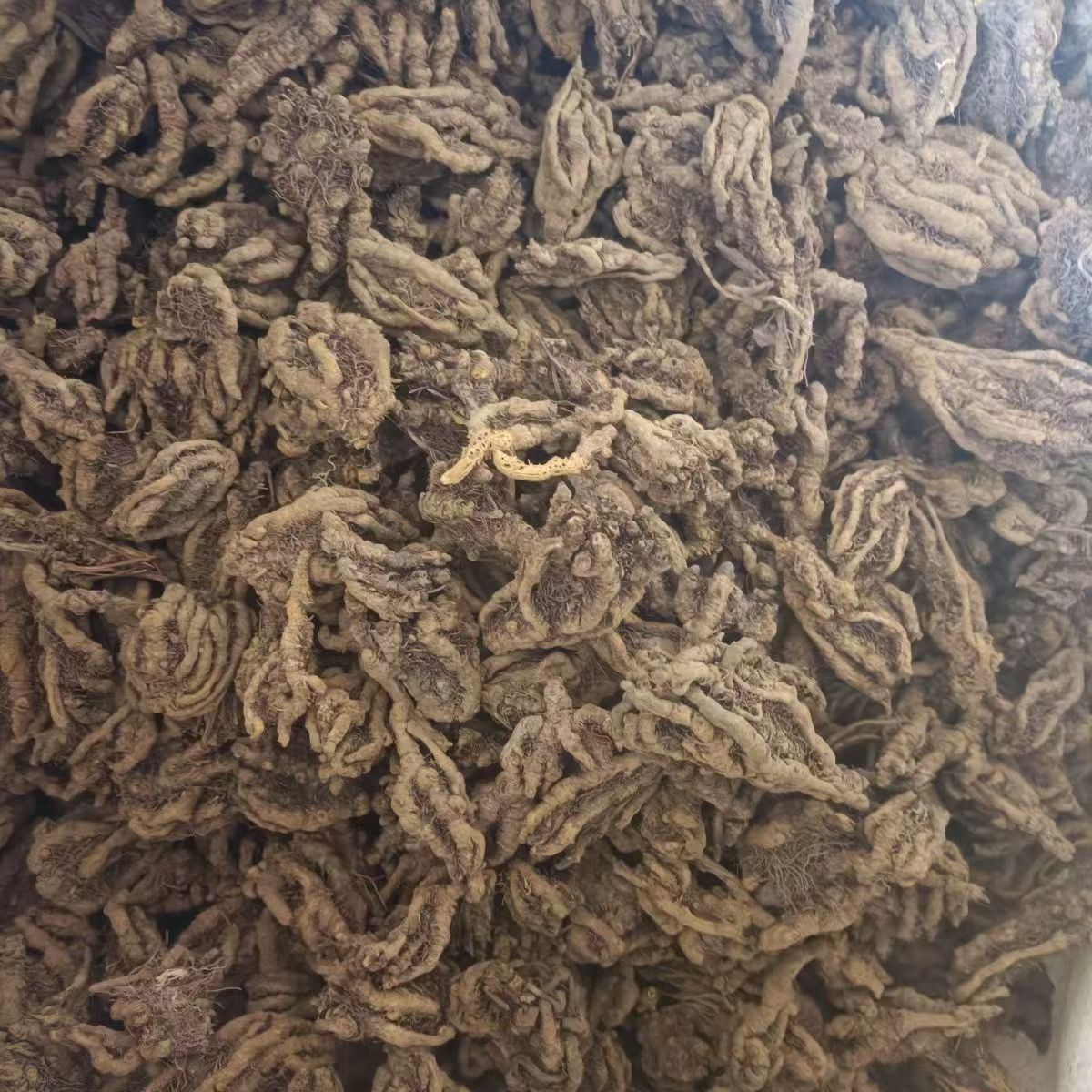 Sichuan Coptis Huang Lian Sliced Dried Herb 500g Traditional TCM Bitter Cooling Root quality and texture