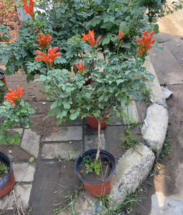 Dropshipping Lingxiao Flower Climbing Vine Plant Large Seedling Pink Orange Lingxiao Flower Sapling Potted Courtyard Blooming in All Seasons