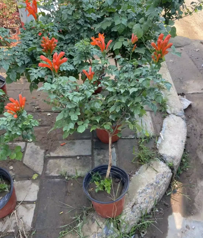 Одноцветные розовые и оранжевые саженцы бигнионии в горшках для дропшиппинга, крупные рассады, цветущие в любое время года, для двора.