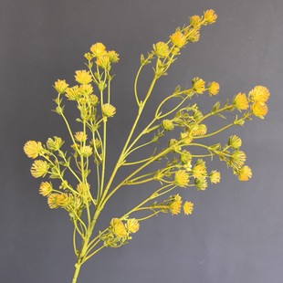 �羳���N�����ë�����~÷�����W�ҾӘӰ��g��c�}�Q�廨��Ĺ�֦