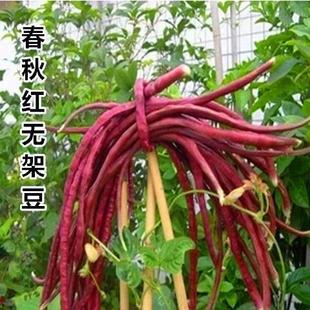 ʮ�¼t�o�ܶ��ǷN�����L�t�������ϼܶ����＾�߮a�͟ᶹ���߲˷N