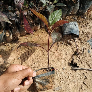 红草基地直销 大叶红草 现货供应  大量出售