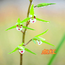 ѩ�н��m�滨 ���׷�� �ļ��m������㻨�����B�҃��⻨��������
