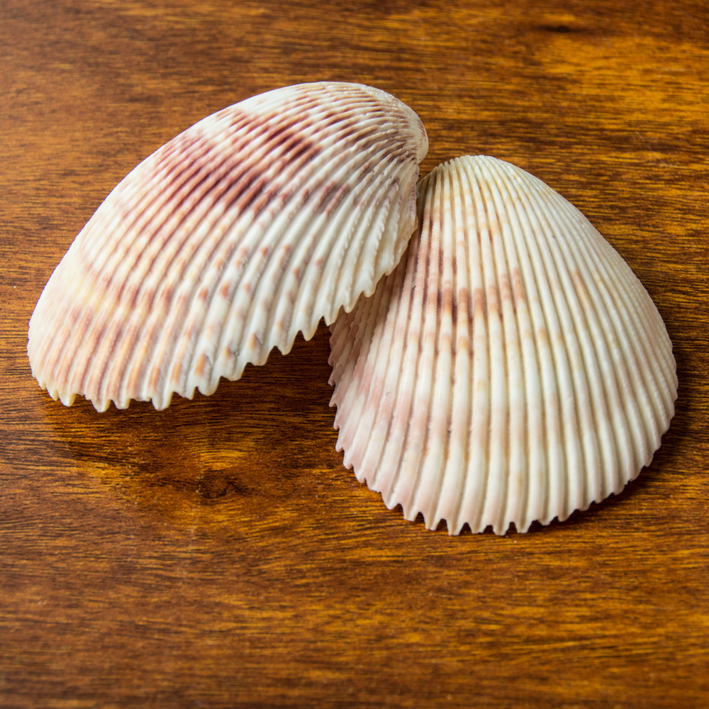 Fuhai/Big Lion Shell, Smooth Rib, Clam Flower, Lion Shell, Home Decoration Crafts, Shell Raw Materials Wholesale