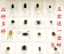 SG8Y批發昆蟲標本透明盒裝天然真蝴蝶幼兒園教學認知禮物蟬天牛金