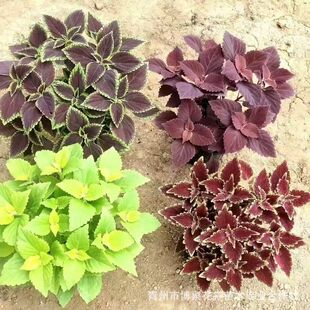 ���~������ �@�־G���r��ݻ��@�־G���[���Ի��ܻ��ػ�����~��