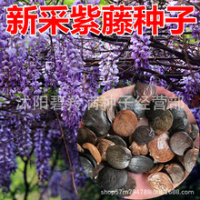 散装新采紫藤种子 优质日本紫藤树爬墙多花植物籽 紫藤花种子批发