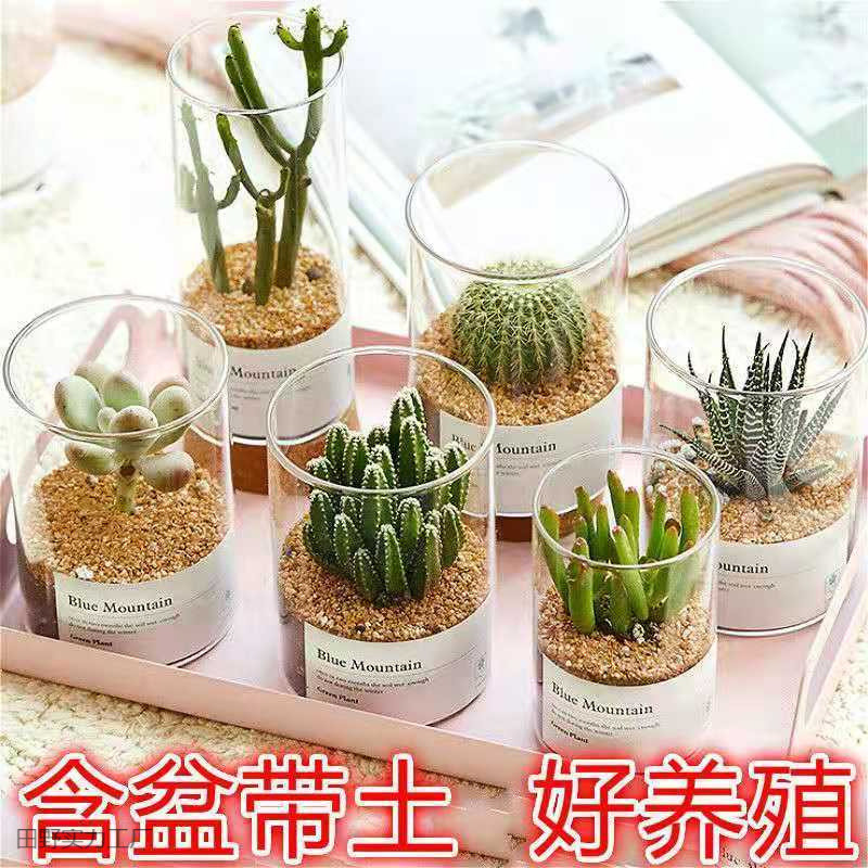 仙人球仙人掌多肉植物组合办公室桌面生日礼物盆栽玻璃瓶