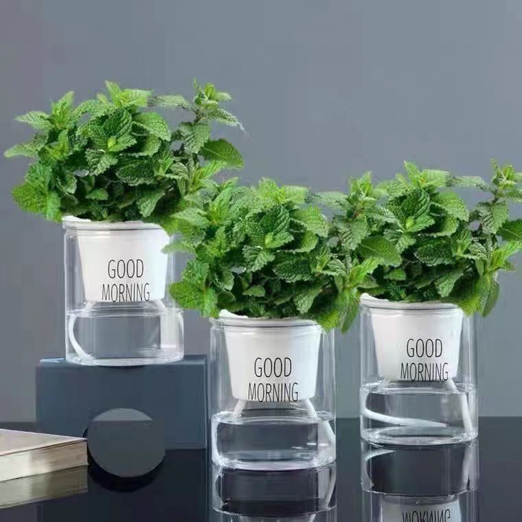 Mint Potted Edible Tea, Evergreen All Year Round, Easy to Grow, Spearmint Leaf Seedlings, Balcony Mosquito Repellent Plants