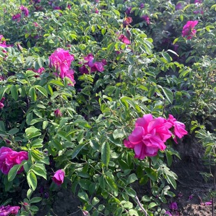 ���l �༾��õ ����õ�� �S��õ Ҏ��ȫ �r�񃞻� �༾��õС��