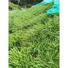 ϲݷNӌ~۲݌~ȸ޹͟ͺβo²ݷN