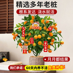 ��ۘ����Ԏ�����ʳ���ļ���Ƥ���Ә����҃ȿ͏d������ؔ�Gֲ����