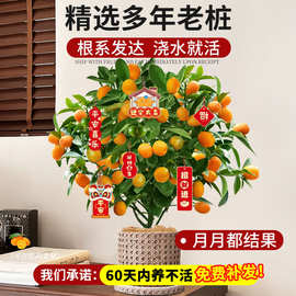 金桔树盆栽带果可食用四季脆皮橘子树苗室内客厅年宵招财绿植花卉