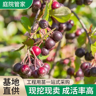 Myrtle Large Sapling Greening Project Roadside Courtyard Sapling Potted Landscape Evergreen Shrub Sapling Greening Wholesale