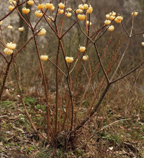 һ�����l�Y��������ԽY�㻨��ͥԺ�G���ͺ��_���L�����������Y