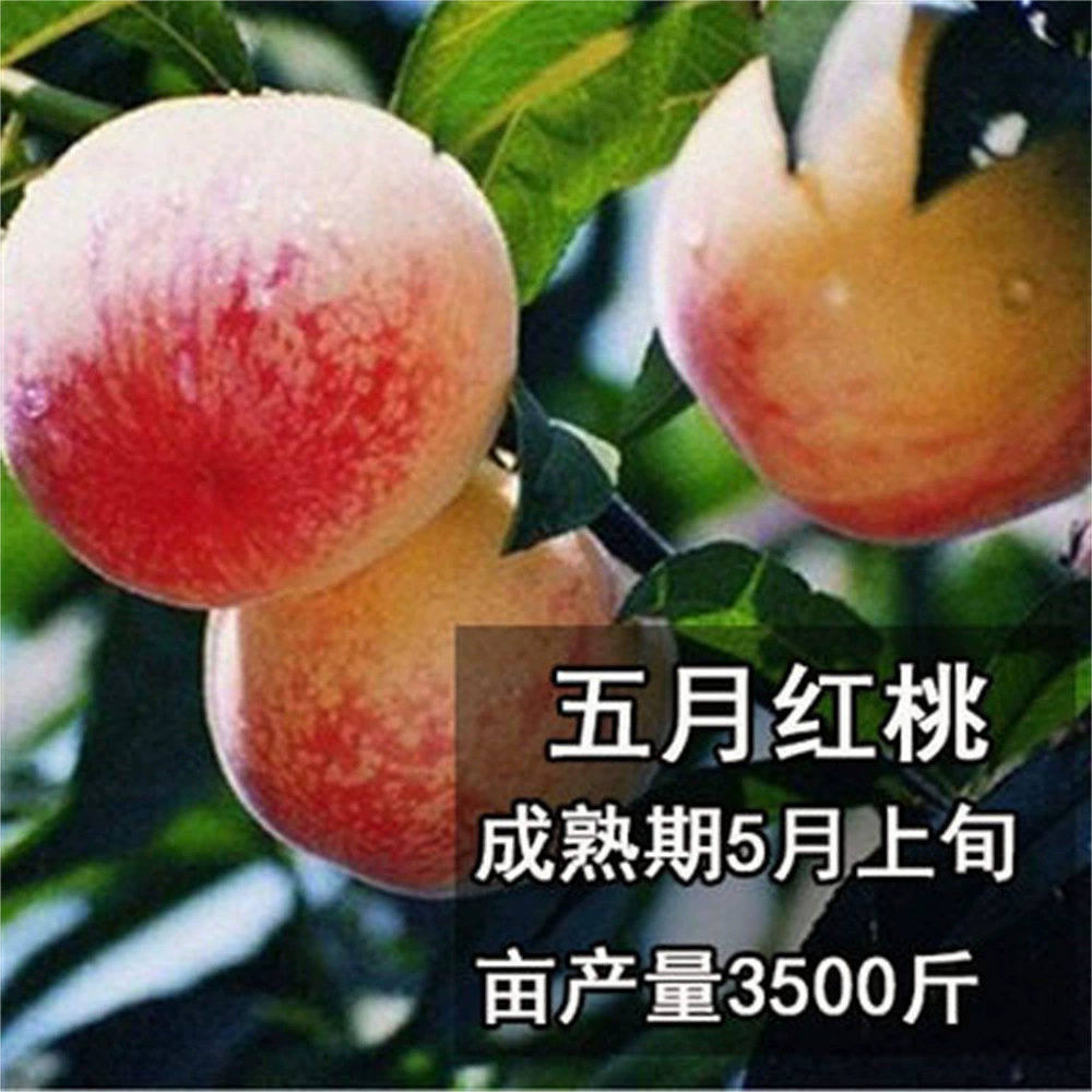 Прививка Xinzhong Pan 21 Рассада персикового дерева из ядра Золото Желтое мясо Персик Рассада бассейна Посадка Север и Юг Итоги года