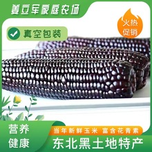 甜糯玉米 東北特產玉米黑土地玉米源頭廠家 黑玉米