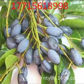 水果树苗销售嫁接酥皮甜种橄榄果树苗三捻橄榄果树苗青橄榄果树苗