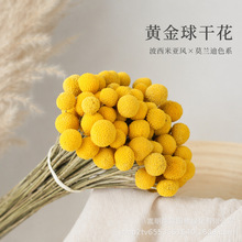 黄金球干花天然真花金槌花黄金槌家居装饰澳洲鼓槌菊干花黄金球