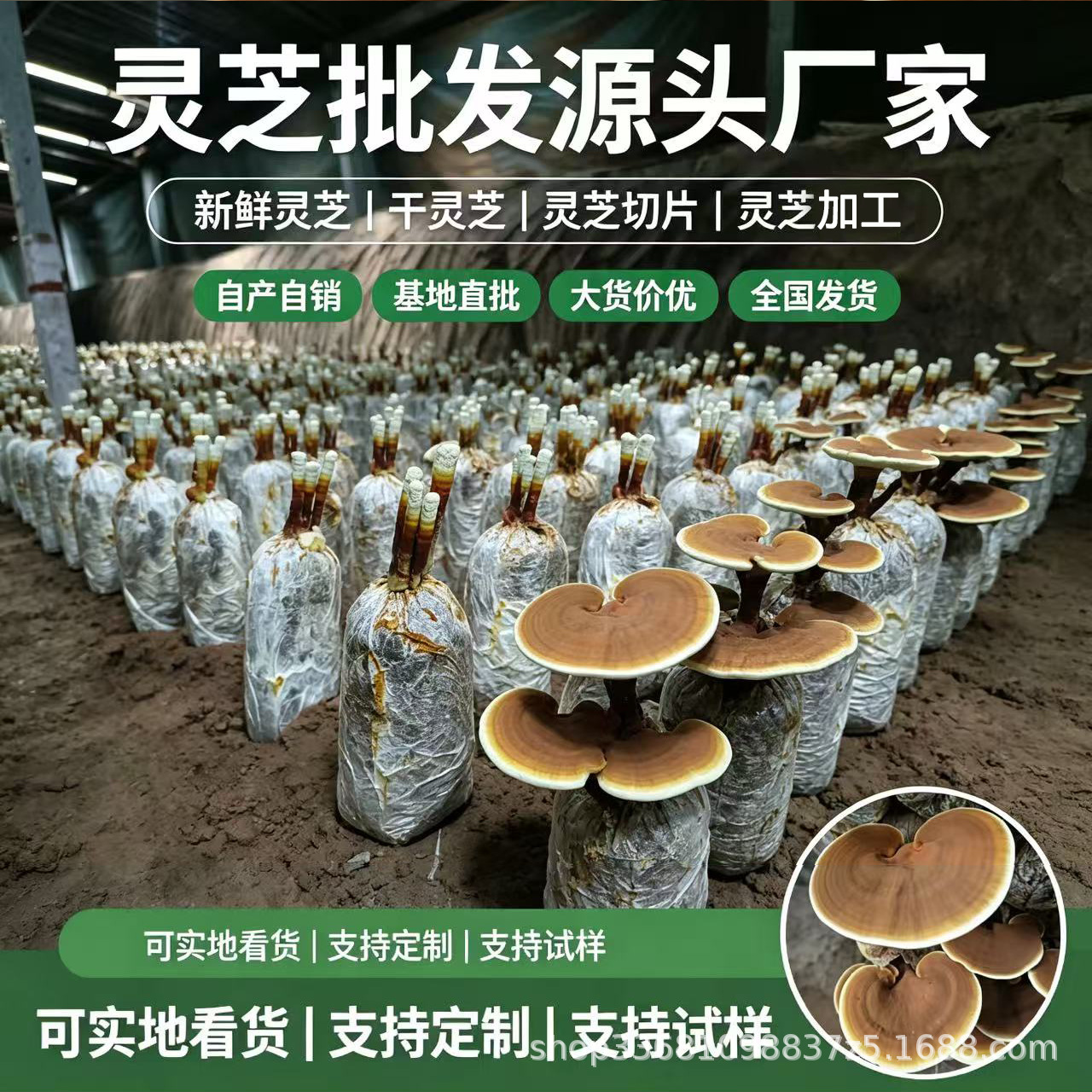 Live Reishi Mushroom Flower Grow Kit Edible Ornamental Lingzhi Cultivation Bag key features