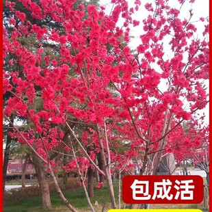 ���~���Ҙ���ͥԺ�����ͺ��@�ֹ��̾G���L�����Ҙ�t�����Ҙ����