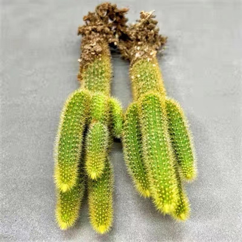 黄金条黄金纽多肉植物狐狸尾巴仙人掌仙人球科盆栽奇趣软毛开花卉