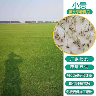Early Maturing Grass Seeds, Slope Grass Seeds, Slope Protection, Greening Project Wholesale Lawn Seeds, Large Quantity, Easy to Grow and Try