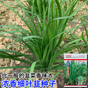 ���㼚�~��²˷N���ļ�С�~�²˷N�����̨��������ѷN�߲˷N��