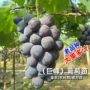 南方耐寒种植蓝宝石葡萄苗