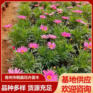 �ļ��_���������ؾջ����� �����쾰�����^�pľ���ﬔ�����ػ���