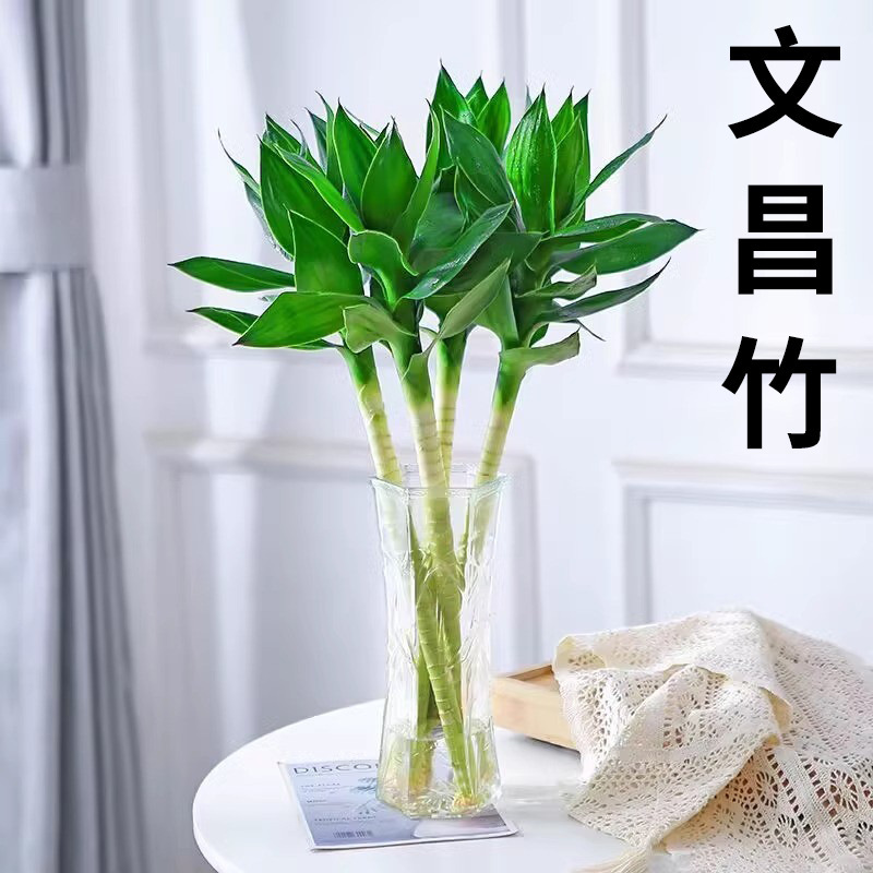 Wenchang Bamboo with Roots, Guanyin Lotus Bamboo, Fortune Bamboo, Hydroponic Bonsai Plant, Indoor Guanyin, Set of 4 for Reading