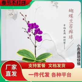 一件代发金边迷你金叶咖啡蝴蝶兰苔藓球冬季带花苞可水培室内花卉