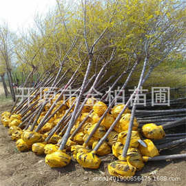 高杆金叶榆造型行道树绿篱苗木地接金叶榆树苗扦插播种小苗盆栽杯