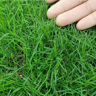 Straight Hair Turf from the Place of Production, Thick Mud, Fast Construction Period, Lawn Site Project Greening, High-Quality Lawn, Free Shipping in All Seasons