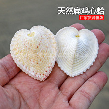 扁鸡心蛤 心形贝壳 爱心贝鱼缸地台婚庆礼品天然贝壳海螺标本批发