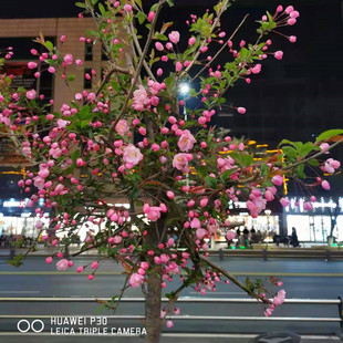 ����Nֲ���Ę��紹�z���� �������� �������� ���Ի��� ͥԺֲ��