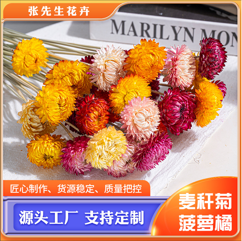 Natural air -dried wheat straw chrysanthemum Yunnan dry flower spot…