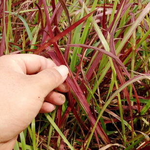 Base Wholesale Japanese Blood Grass Cup Seedlings Japanese Blood Grass Seedlings Colorful Leaf Ornamental Grass Garden Greening Plants