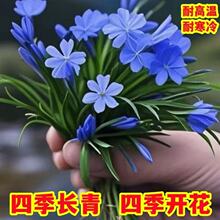 ���ɫ�����ļ������_�������������m���҃ȾGֲ���㻨�ܺ��B